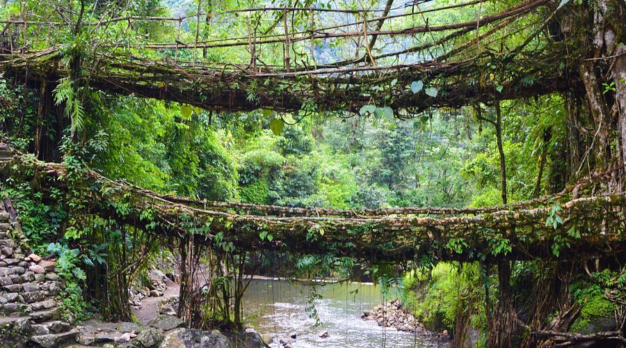 Living Root Bridges: A Unique Natural Marvel in Meghalaya